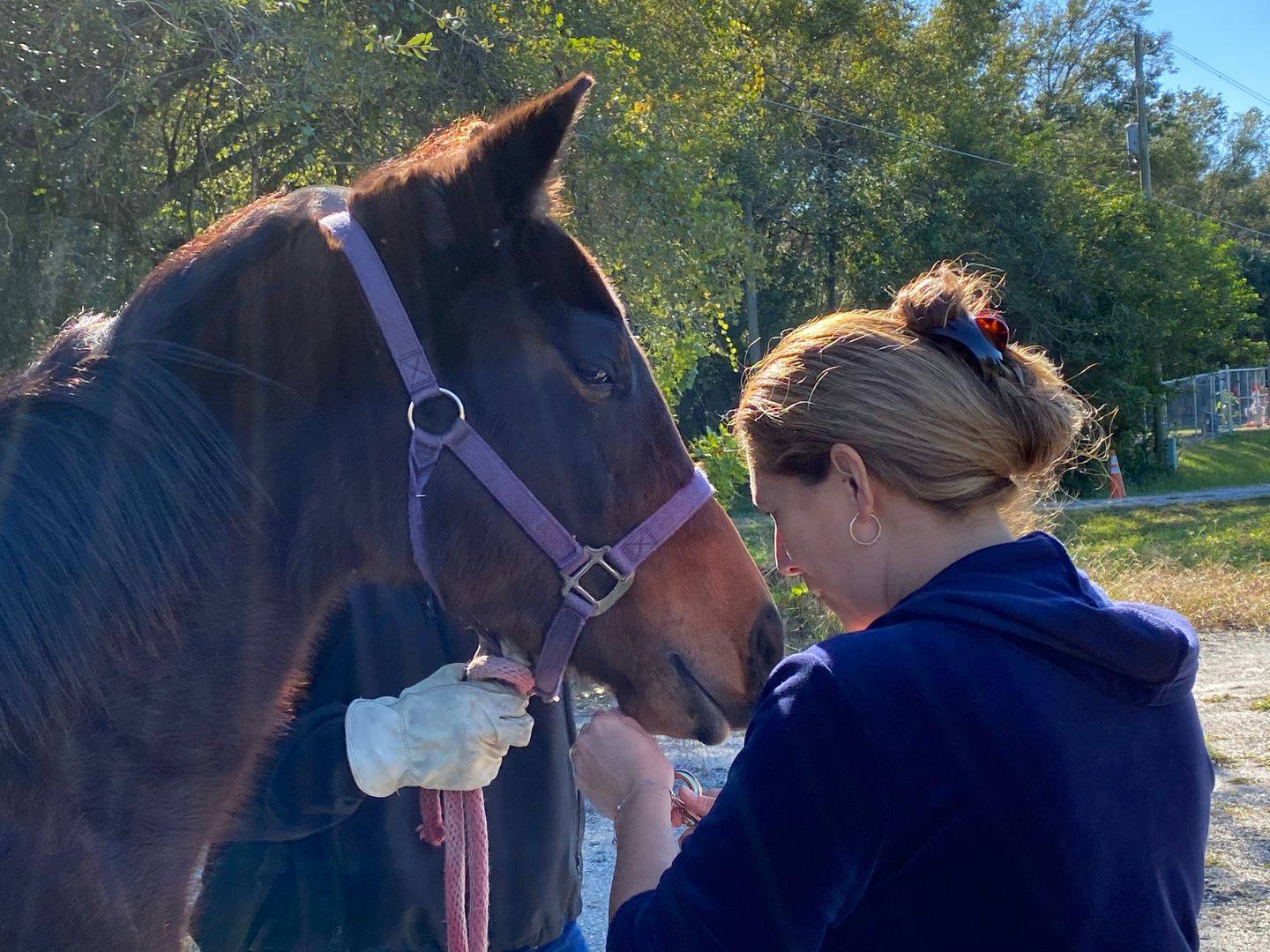 HCSO unveils livestock registration program