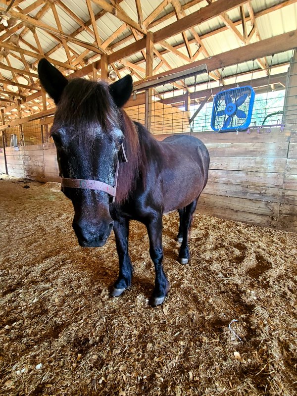 Detectives locate stolen pony missing for a month