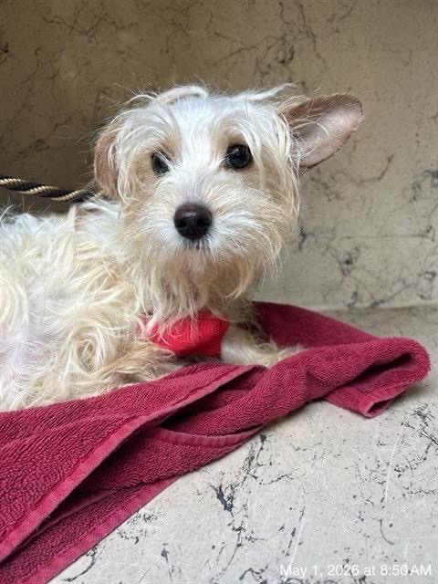 Dog in Animal Cruelty Case has Passed Away