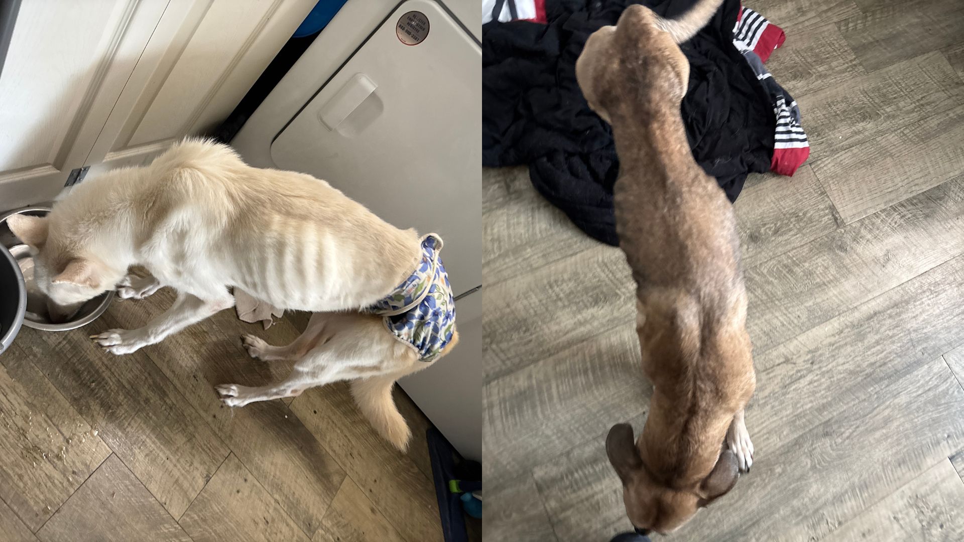 Woman Arrested After Investigation Reveals Severe Neglect of Two Dogs