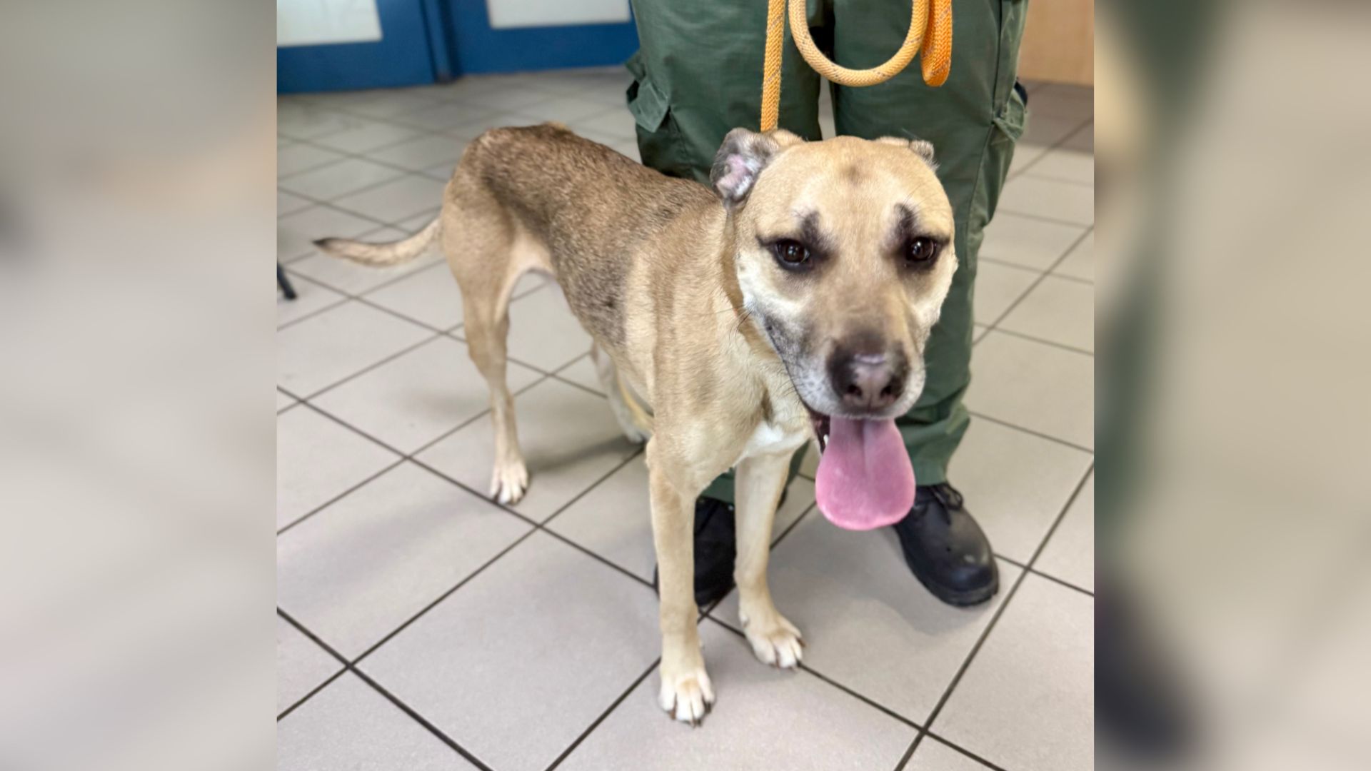 Woman Arrested After Investigation Reveals Severe Neglect of Two Dogs Supporting Image