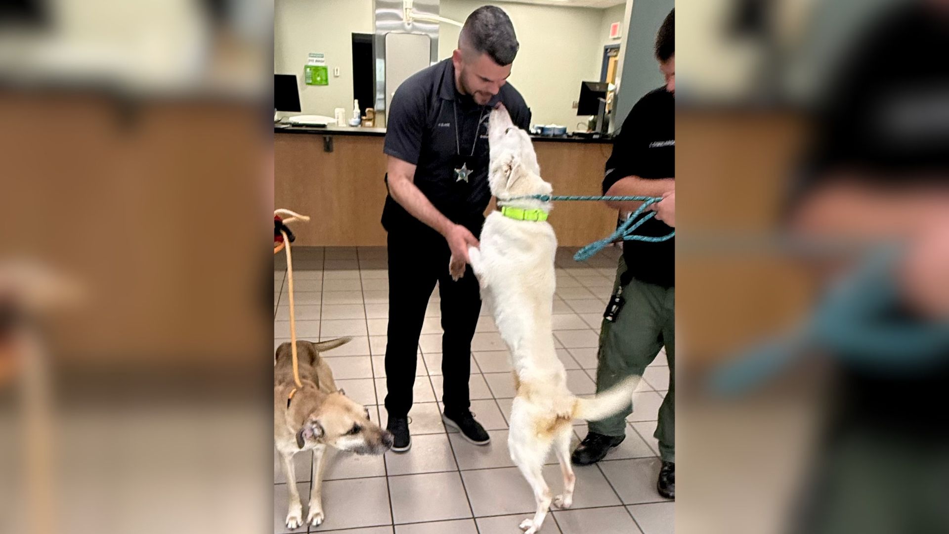 Woman Arrested After Investigation Reveals Severe Neglect of Two Dogs Supporting Image