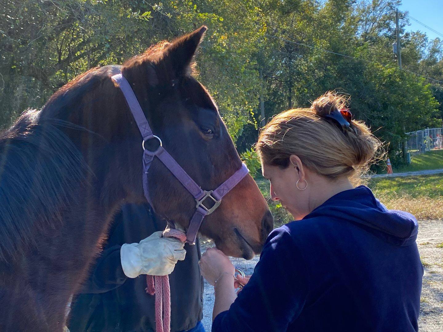 HCSO unveils livestock registration program image